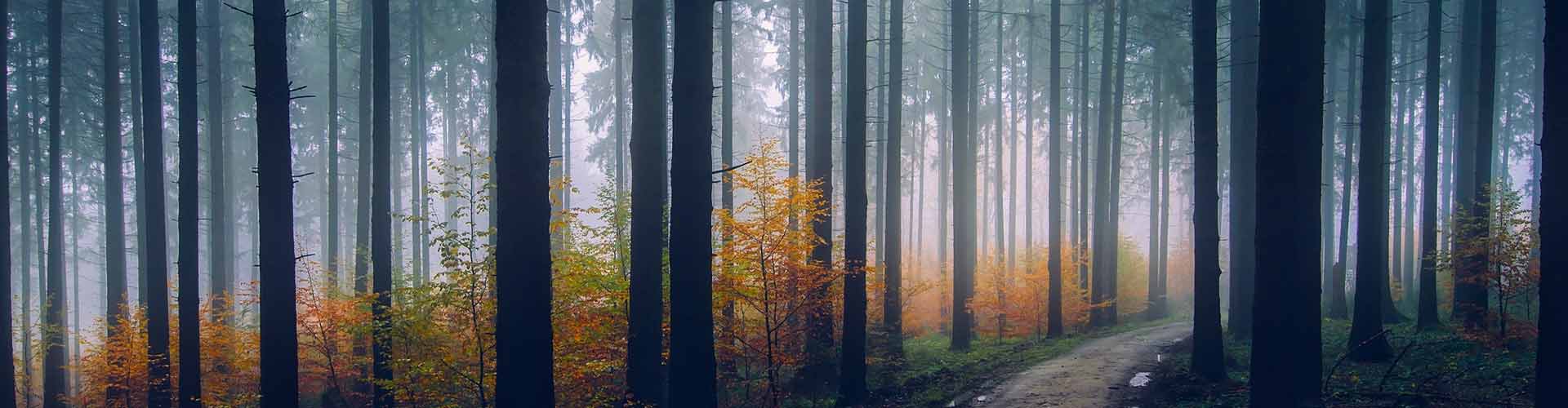 Shinrin-Yoku: Experience EMF Relief with Forest Bathing!
